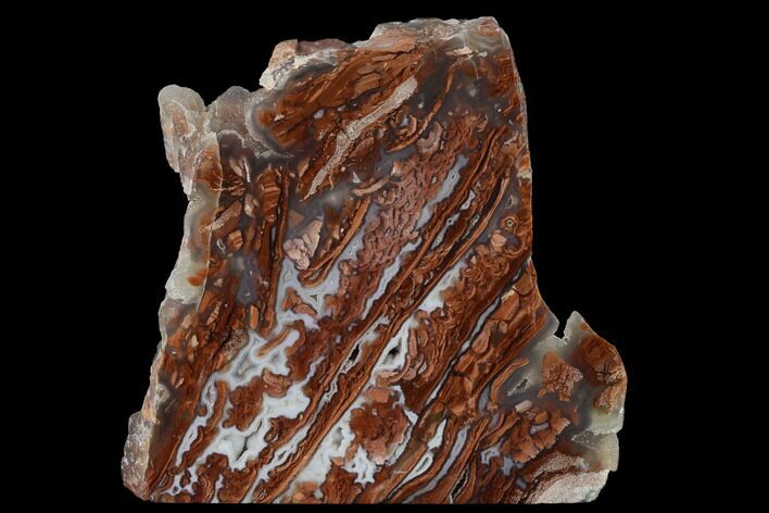 4.4" Polished Wyoming Youngite (Agate/Jasper) Slab - Fluorescent